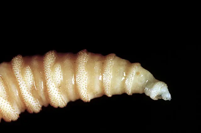 The Silent Creep of the New World Screwworm: A Public Health Warning on the Reemergence of Flesh-Eating Parasites