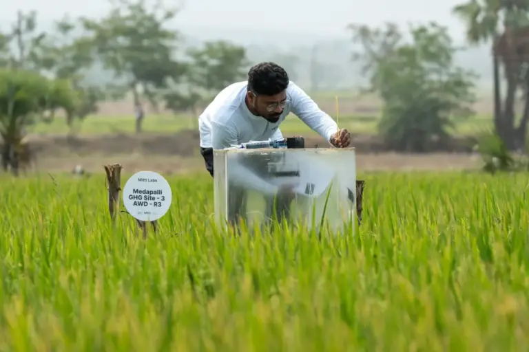 Tech Giant Google Stakes Its Net-Zero Future on Indian Agriculture in Landmark Methane Reduction Deal